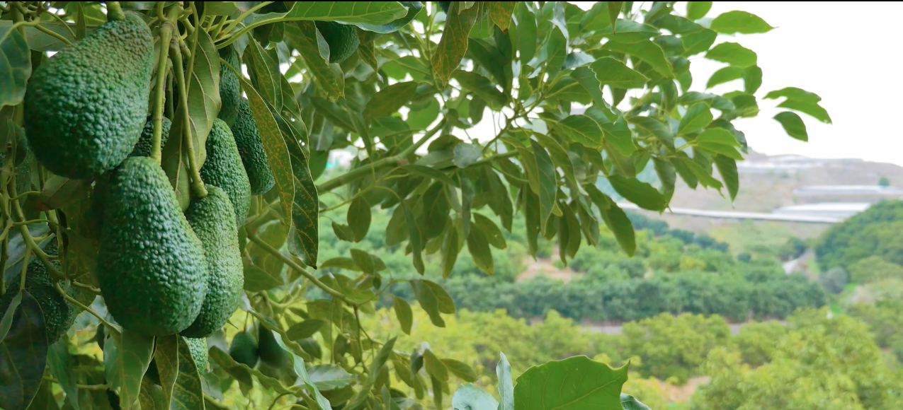 aguacate-historia