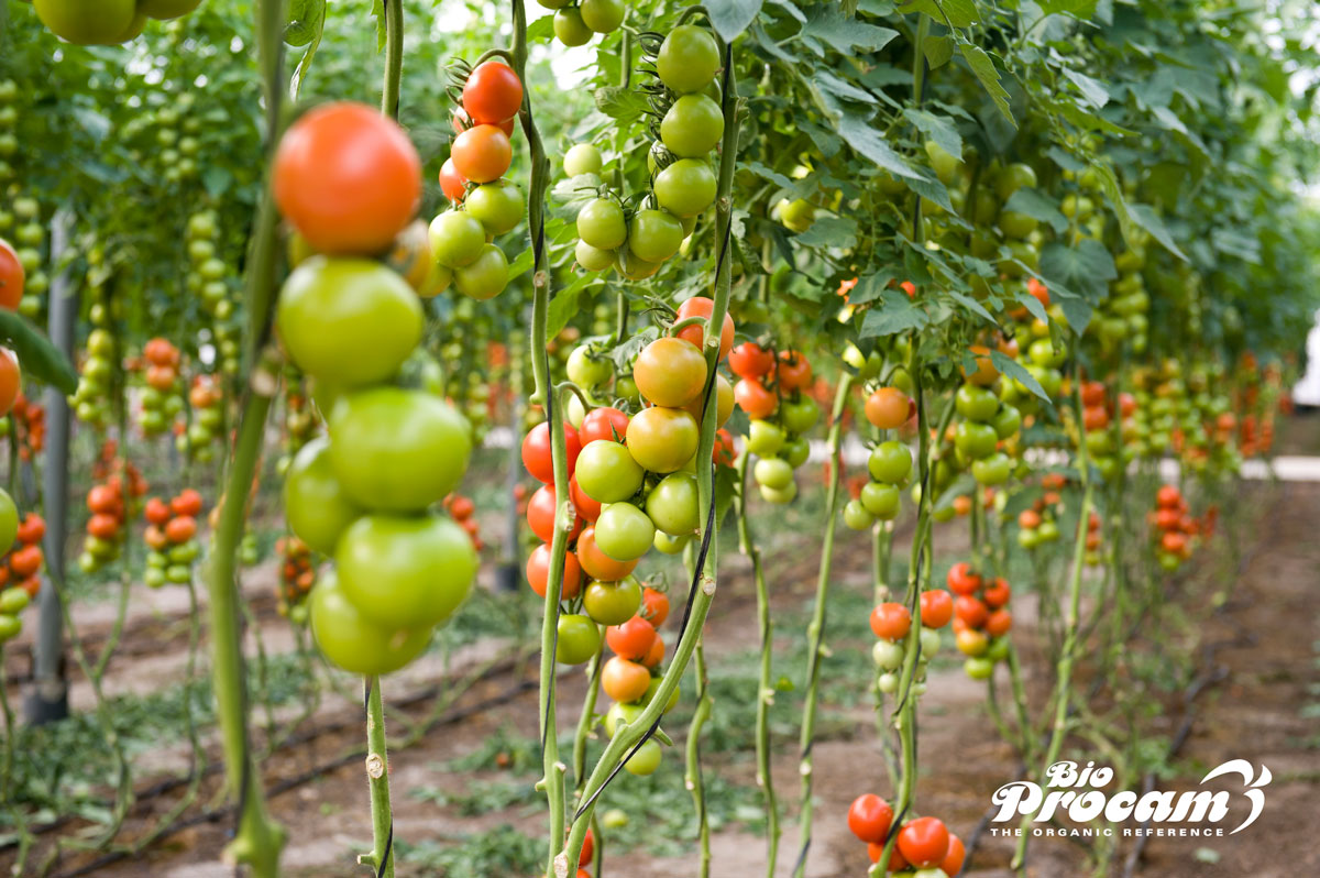 dia mundial alimentacion saludable hambre cero