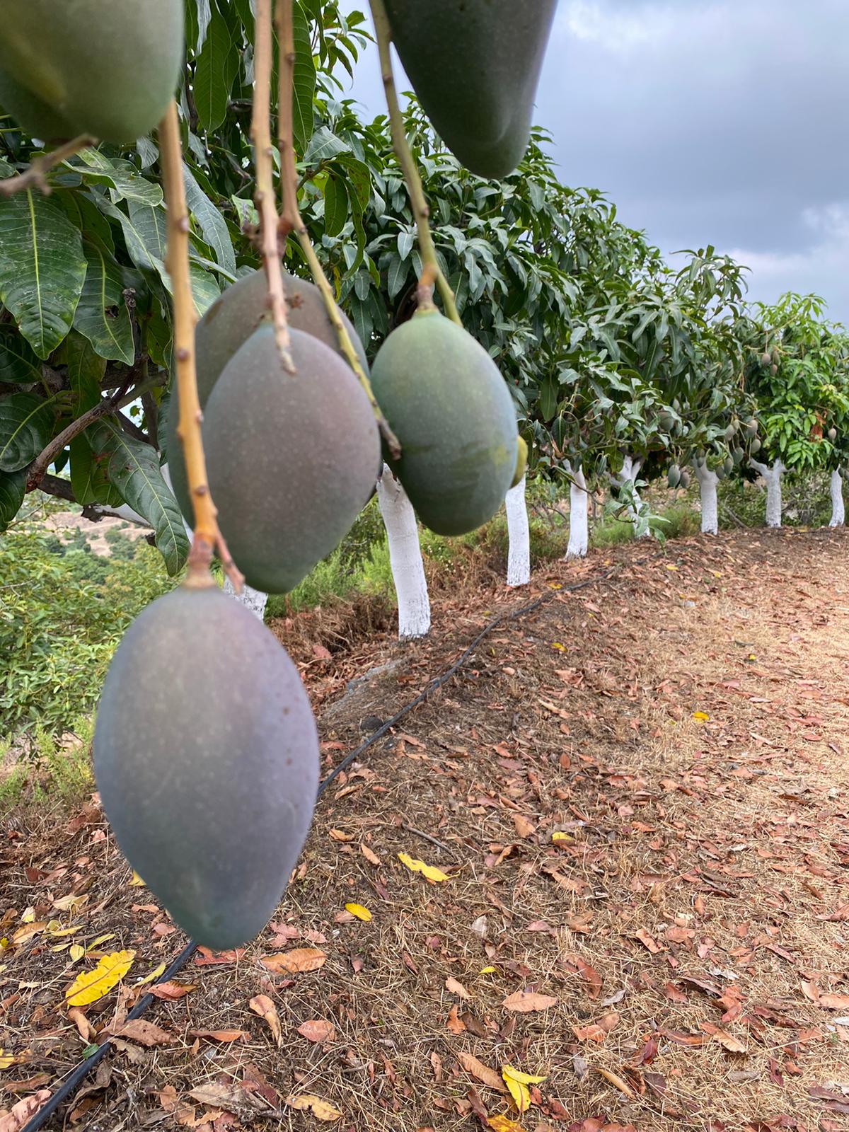 mangos ecológicos