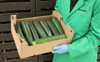 Product presentation of Courgette number 26