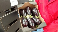 Product presentation of Eggplant number 32