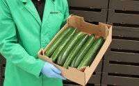 Product presentation of Dutch Cucumber number 21