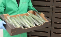 Product presentation of Dutch Cucumber number 13