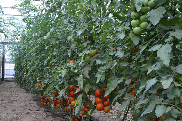 Organic tomato Procam